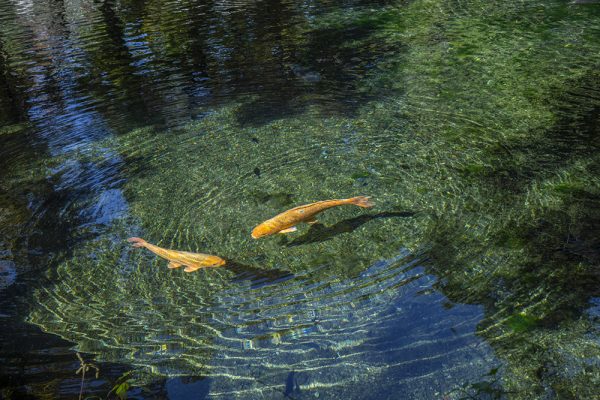 賃貸ガレージハウス｜ICからの関東ドライブ｜出流原弁天池 泳ぐ鯉