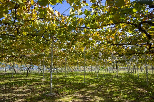 賃貸ガレージハウス｜ICからの関東ドライブ｜ぶどう通り