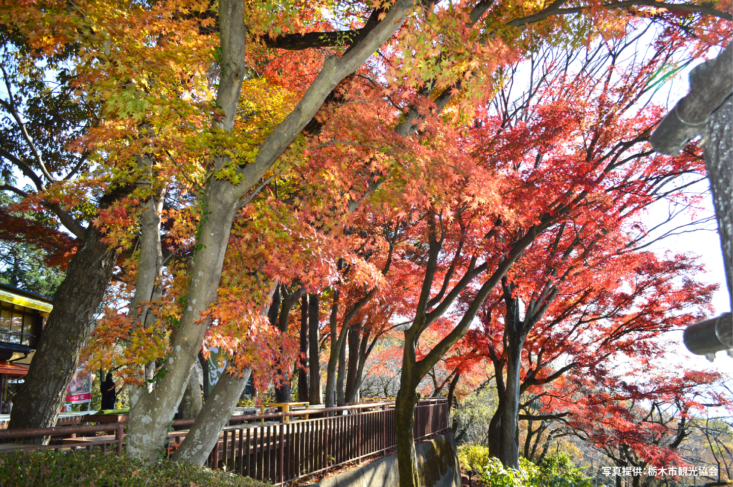 賃貸ガレージハウス｜ICからの関東ドライブ｜太平山紅葉